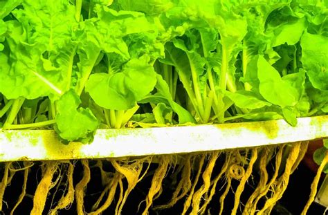 Nutrient Solution Maximizing Your Hydroponic Plants Growth