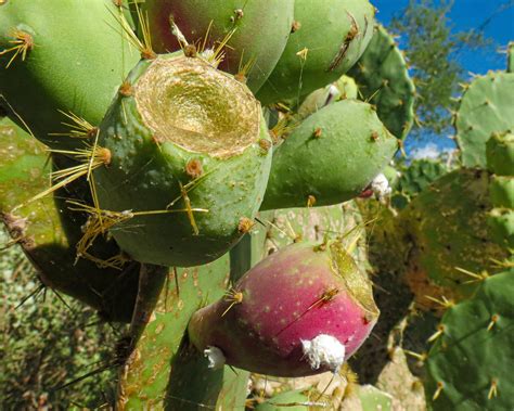 Close-up Cactus Macro on Behance