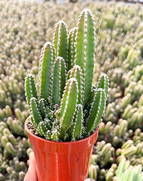 Fairy Castle Cactus Fairytale Castle Live Plant Etsy