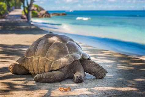 Seychelles giant tortoise - Dynamic Holidays