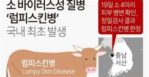 평택 젖소 농장서도 럼피스킨병 확진국내 두 번째