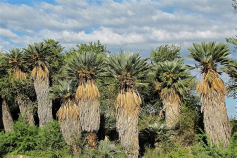 Trithrinax Campestris From Ayacucho San Luis Argentina On April 19