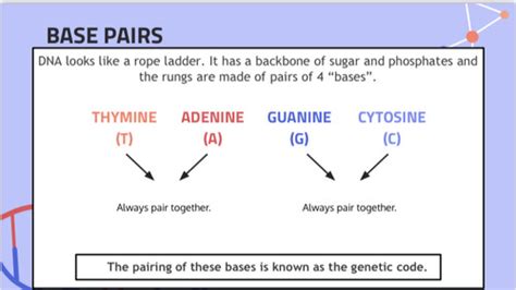 Unit A Section 3 0 3 1 DNA Transmitter Of Genetic Code Flashcards