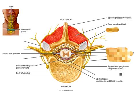 Spinal Nerves Diagram Quizlet