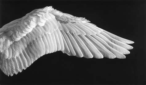 Pin On I Like I Like Robert Longo Wings Art Bird Wings