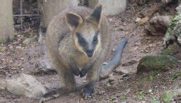 Swamp Wallaby | The Animal Facts | Appearance, Diet, Habitat, Behavior