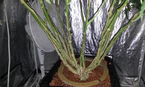 I See Your Stalk Porn And I Raise You R Microgrowery