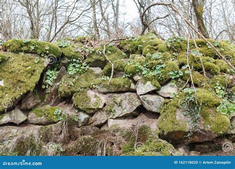 Muro Velho De Pedra Musgo Verde Em Crescimento E Plantas Na