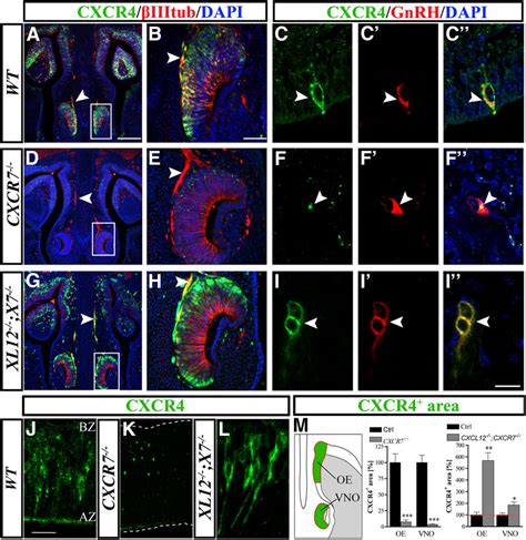 Subcellular Redistribution And Loss Of CXCR4 In The Nasal Area Of CXCR7