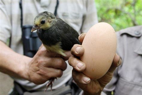 maleo chick and egg | Bird, Bird eggs, Bird facts