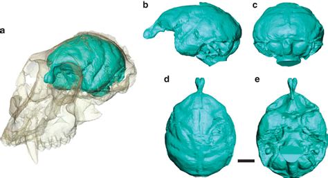 15 Million Year Old Monkey Skull Found By Scientists- Find Out More Here!