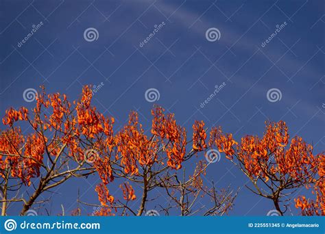 Canopy Called Mulungu With Blue Sky Stock Image Image Of Colorful