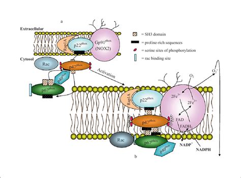 A Putative Scheme Of The NAD P H Oxidase System In The Vascular