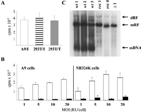 Viral Genome Amplification In A And Nb K Cells Cultures Were