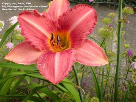 Plantfiles Pictures Daylily Hakone Happiness Hemerocallis By 2zeus