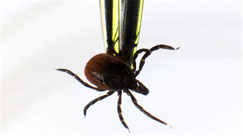 Could ‘new’ antibiotic treatment prevent chronic Lyme disease ...