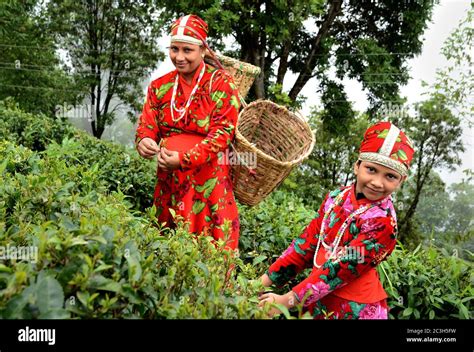 Discover 131+ darjeeling traditional dress - nanoginkgobiloba.vn