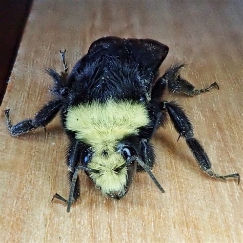 Bombus vosnesenskii (Yellow-faced Bumble Bee) – 10,000 Things of the ...