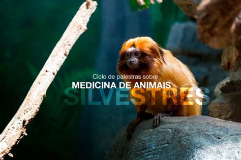 Medicina De Animais Silvestres Foi Tema De Ciclo De Palestras No