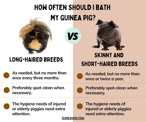 Do Guinea Pigs Need Baths A Full Breakdown Guinea Mom