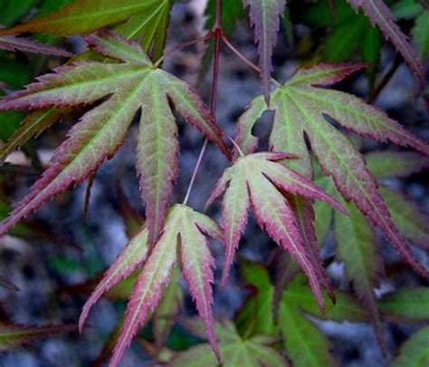 Acer Palmatum Coral Magic Spring Pink Japanese Maple Tree Kigi Nursery