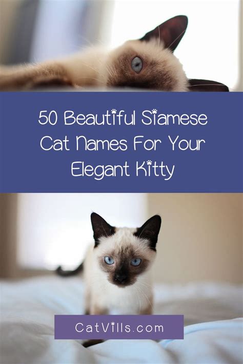 50 Beautiful Siamese Cat Names For Your Elegant Kitty Catvills In