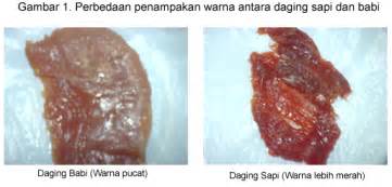 Cara Membedakan Daging Babi Dengan Daging Sapi Juru Kunci