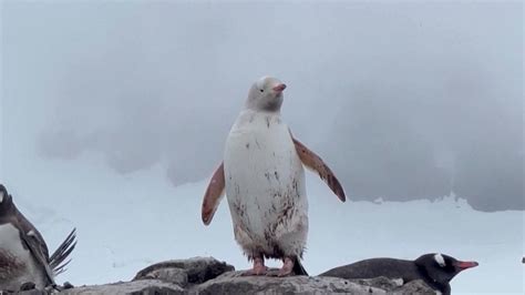 Rare White Penguin Spotted in Chilean Antarctica - One News Page VIDEO