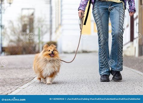 Woman Leads Her Dog On A Leash Stock Photo Image Of Control Dogs