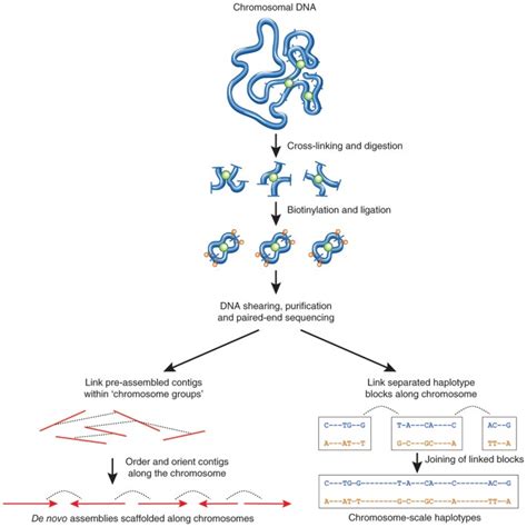 Genome Assembly And Haplotyping With Hi C Nature Biotechnology