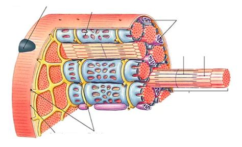 Skeletal Muscle Cell Structure