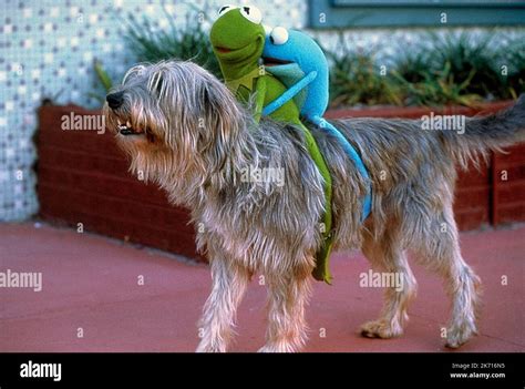 PILGRIM, KERMIT, CROAKER, KERMIT'S SWAMP YEARS, 2002 Stock Photo - Alamy