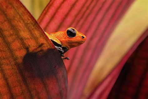 Poison Frog Photograph Red Headed Poison Dart Frog Peru By Dirk