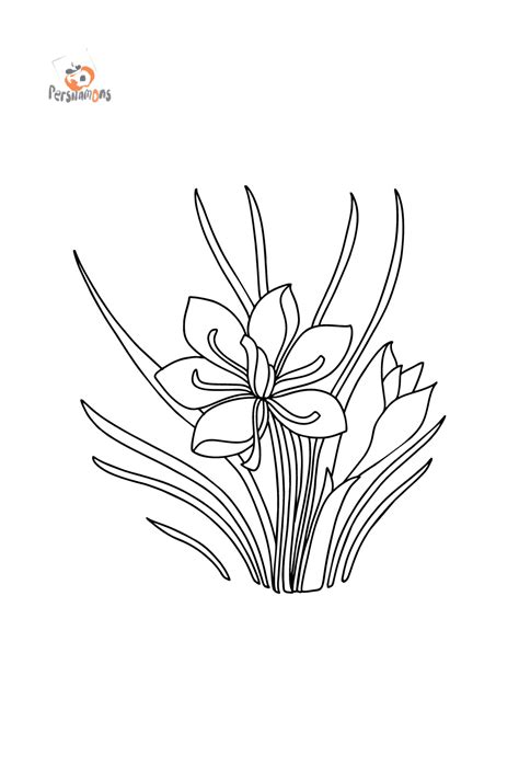 Crocus Coloring Page For Kids Online And Print For Free