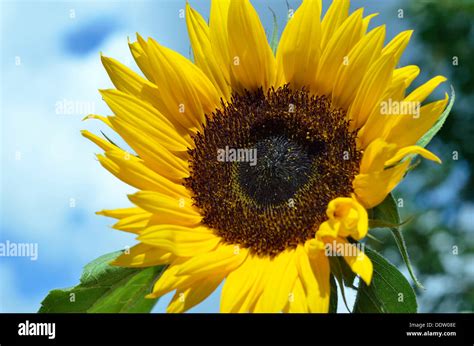 Sunflower Helianthus Annuus Plant Flower Stock Photo Alamy