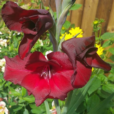 Gladiolus Black Jack Gladioli Black Jack Large Flowered In