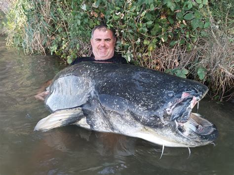 Welsfischen Am Ebro Im August Extreme Ebrofishing