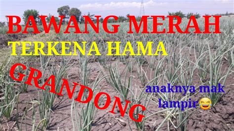 Hama Tanaman Bawang Merah Hama Grandong Di Bawang Merah Youtube