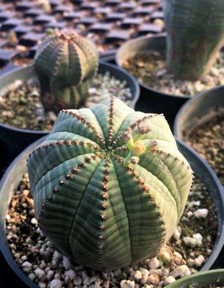 Euphorbia Obesa The Cactus King