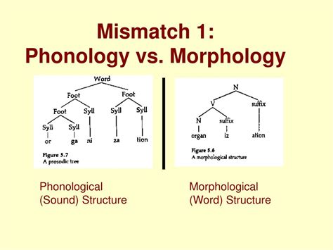 Morphology Linguistics