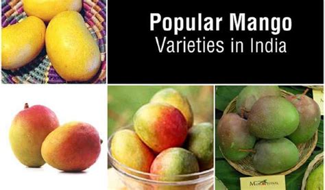 Names Of Mangoes