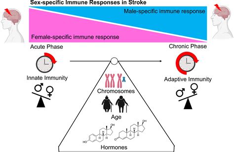 Sex Specific Immune Responses In Stroke Stroke