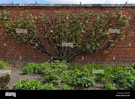 Espalier Apple Tree Arch