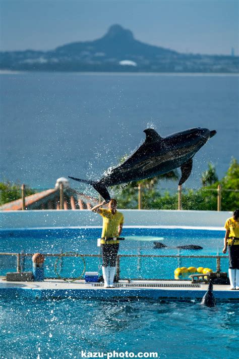 美ら海水族館 70 200mmf28で撮影したイルカショーの写真 αのevfが見せる世界