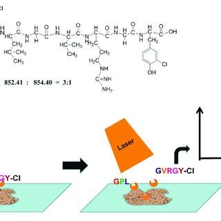 The Scheme Of Targeted Spatial Protein Quantification Strategy