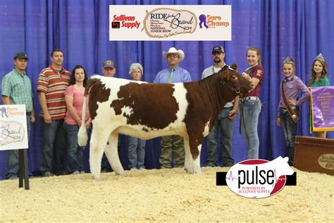 National Junior Maine Anjou Show Fullblood Maine Anjou Females The