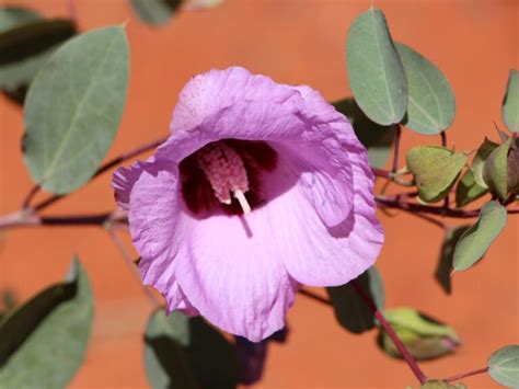 Gossypium Sturtianum Sturts Desert Rose Gardening With Angus