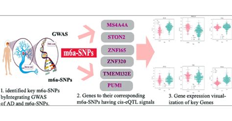 Integrative Genomic Analysis Of M6a SNPs Identifies Potential