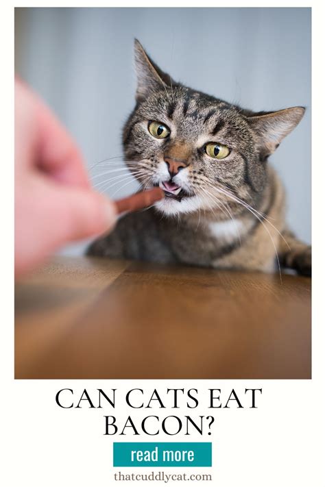 Can Cats Eat Bacon? - That Cuddly Cat