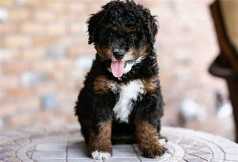 Bernedoodle 13 Amazing Facts You Should Know About